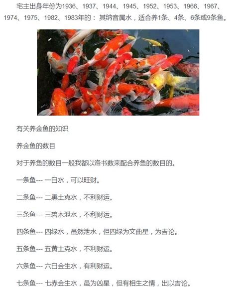 養幾條魚最好|養對魚數：財運滾滾來